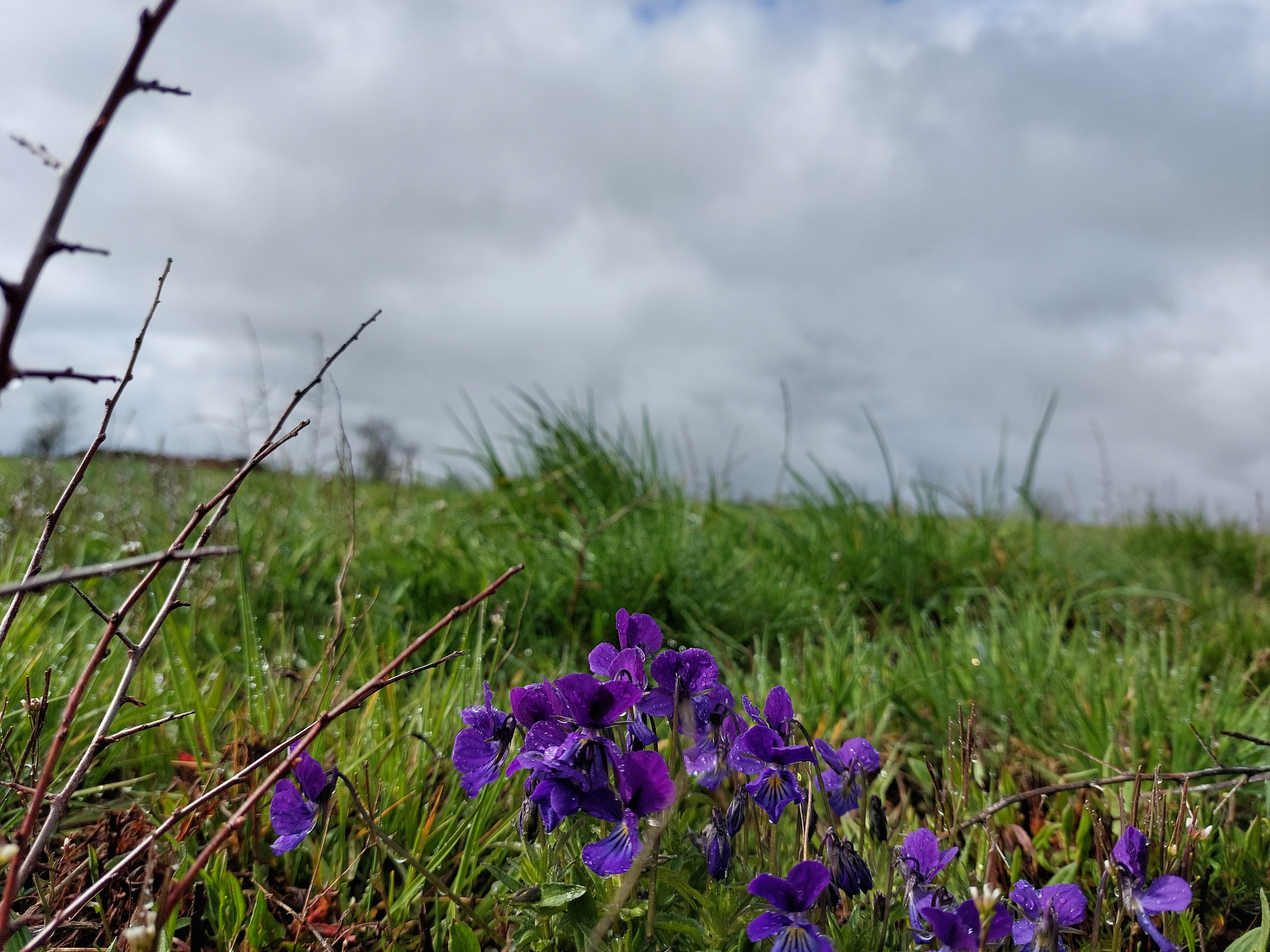 Fleurs